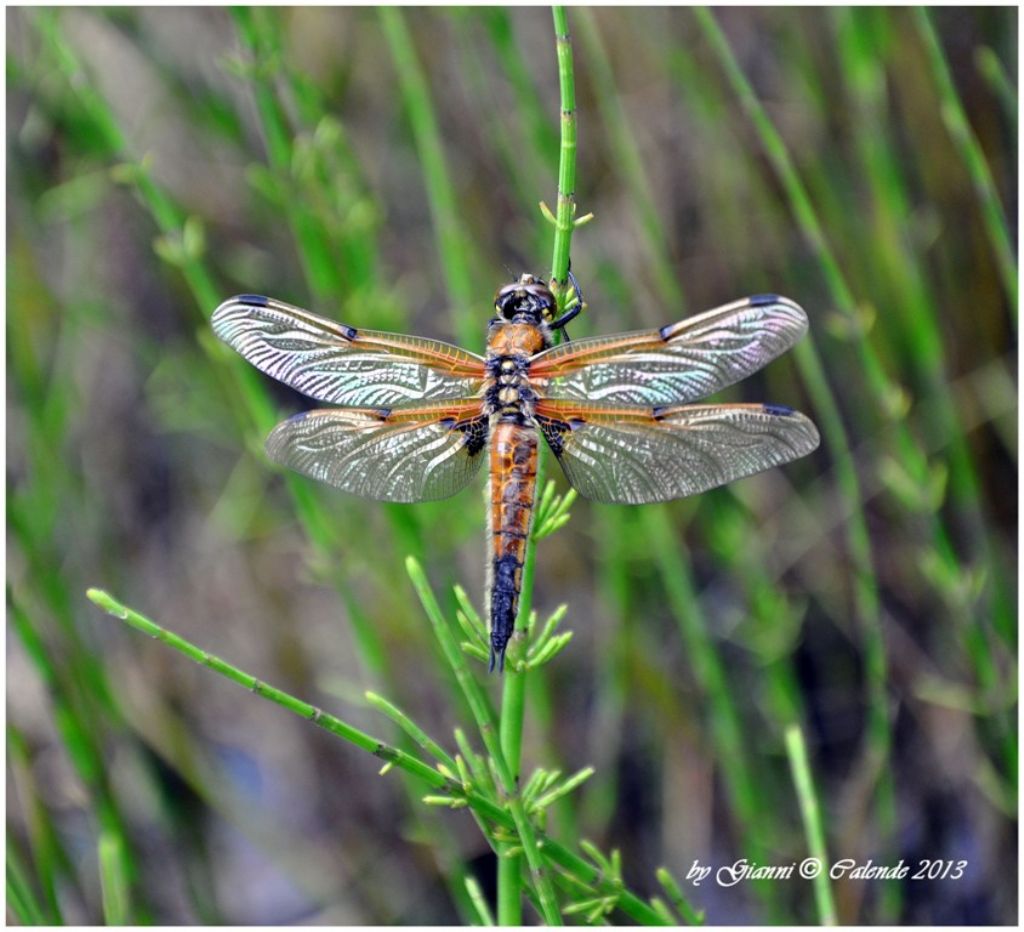 quadrimaculata